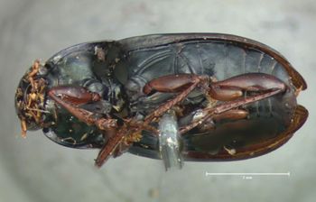 Media type: image;   Entomology 25670 Aspect: habitus ventral view